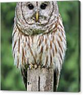 Barred Owl On A Fence Post Canvas Print