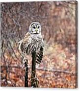 Barred Owl Canvas Print