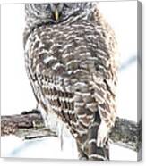 Barred Owl2 Canvas Print