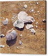 Bass River Seashells Canvas Print