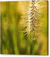 Bathed In Autumn Light Canvas Print