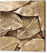 Bay Leaves Canvas Print