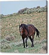 Bay Mustang Stallion Canvas Print