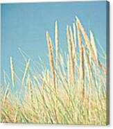 Beach Grass Canvas Print