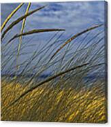 Beach Grass On A Sand Dune At Glen Arbor Michigan Canvas Print