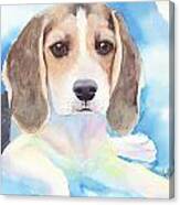 Beagle Baby Canvas Print