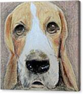 Beagle Best In Show Canvas Print
