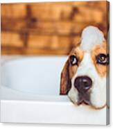 Beagle Dog Having A Bath Canvas Print
