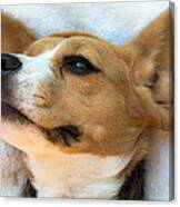 Beagles Dreams Canvas Print