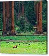 Bear In Sequoia National Park Canvas Print