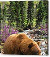 Bear Necessities Canvas Print