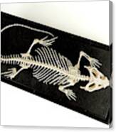 Bearded Dragon Skeleton Canvas Print