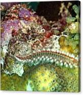Bearded Fireworm On Rainbow Coral Canvas Print