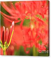 Beautiful Amaryllis Flower Red Spider Lily Aka Resurrection Lily Canvas Print