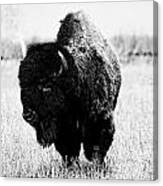 Beautiful Bison Black And White 6 Canvas Print