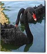 Beautiful Black Swans Canvas Print