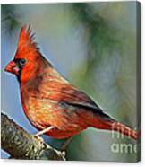 Beautiful Female Cardinal Canvas Print