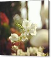 #beautiful #flower #plants #florist Canvas Print