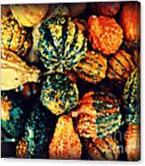 Beautiful Gourds - Harbingers Of Fall Canvas Print