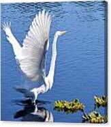 Beautiful Grest White Egret Canvas Print