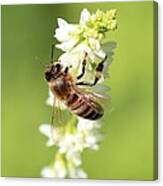 Beautiful Honeybee Canvas Print