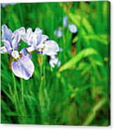 Beautiful Louisiana Hybrid Iris Canvas Print