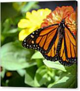 Beautiful Monarch Butterfly Canvas Print