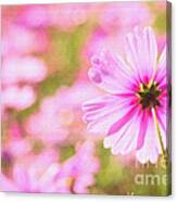 Beautiful Pink Cosmos Flower Canvas Print