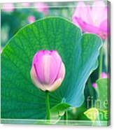 Beautiful Pink Lotus Bud Flower Green Leaf Tranquility Canvas Print