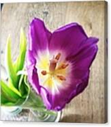 Beautiful Purple Flower From Above Canvas Print