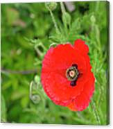 Beautiful Red Poppy Papaver Rhoeas Canvas Print