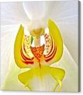Beautiful White Orchid Canvas Print