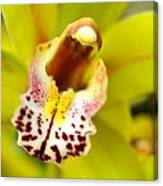 Beautiful Yellow Orchid Canvas Print