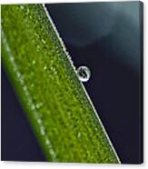 Beauty In A Dew Drop Canvas Print