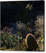 Bed Of Cactus Canvas Print