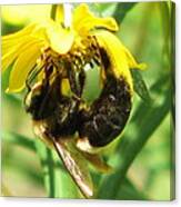 Bee All In Canvas Print