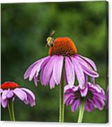 Bee And Flowers Canvas Print