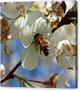 Bee And Pear Blooms Canvas Print