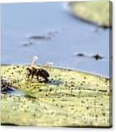 Bee Feeding On Lily Pad Canvas Print