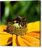 Bee Gathering Nectar Canvas Print