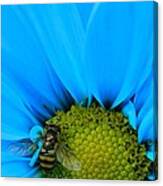Bee On Blue Daisy Canvas Print
