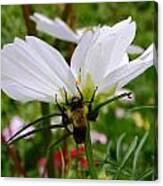 Bee On Cosmos Canvas Print