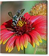 Bee On Indian Blanket Canvas Print