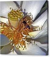 Bee On Lotus Canvas Print
