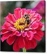 Bee On Pink Flower Canvas Print