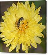 Bee On Yellow Flower Canvas Print