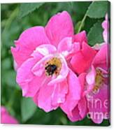 Bee Rosy Canvas Print