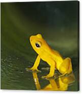 Beebes Rocket Frog In Bromeliad Canvas Print