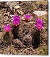 Beehive Cactus Blooms Canvas Print
