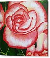 Begonias Canvas Print